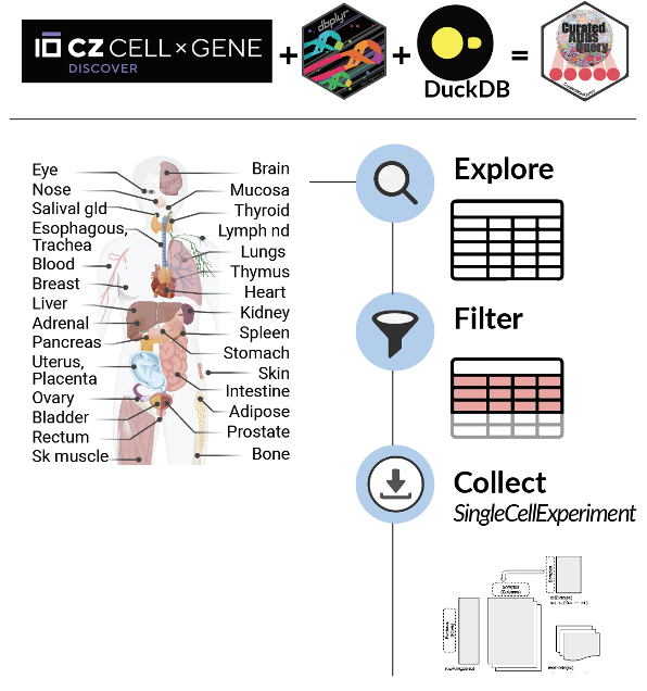 A diagram showing the tools underlying the CuratedAtlasQueryR package and the workflow.